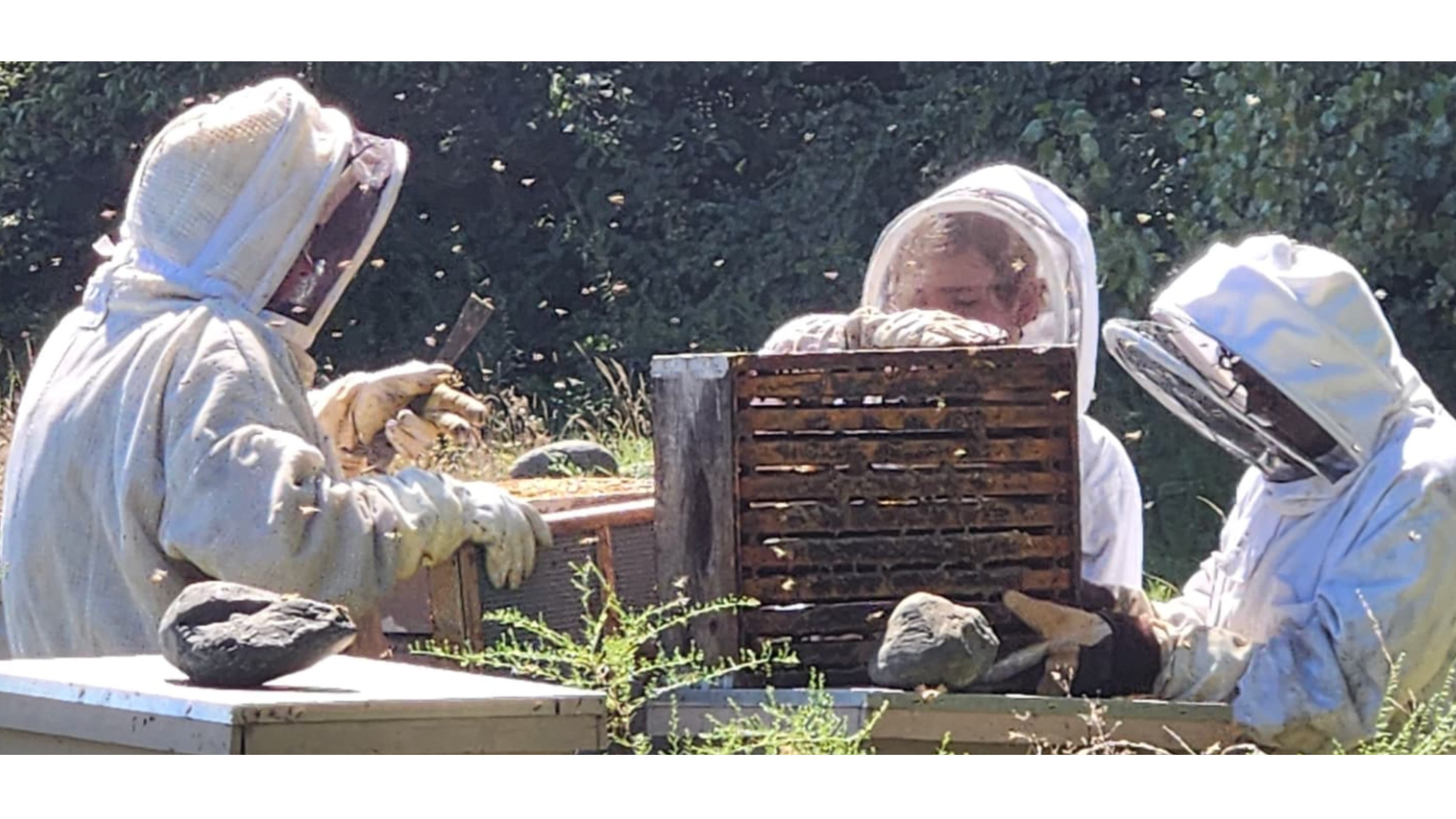 Teter Organic Farm bee hives